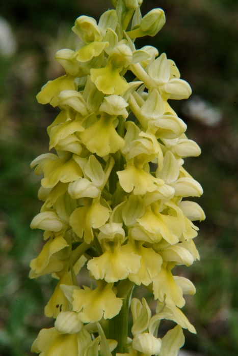 Orchis pallens